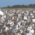 Cotton crop could reach 170,000 acres